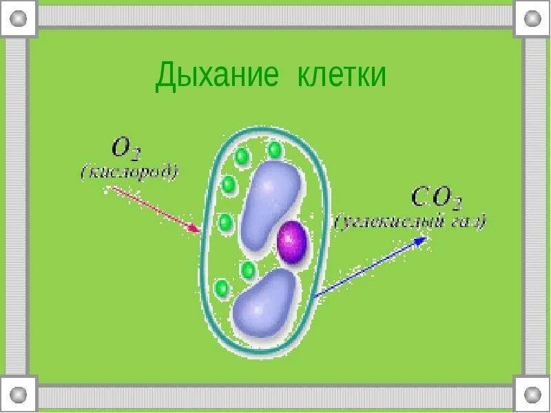 Изменения дыхания клеток. Дыхание клетки. Дыхание растительной клетки. Клеточное дыхание схема. Процесс дыхания клетки.