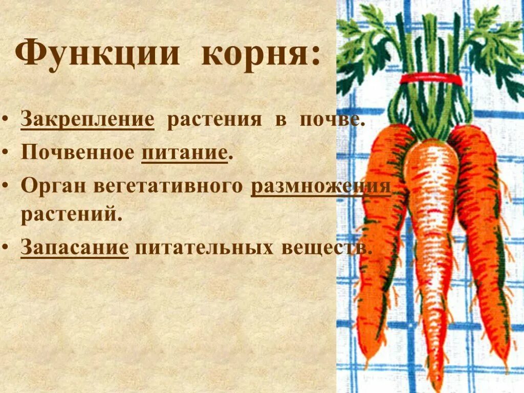 Функции корня растений. Органы растения корень функции. Корень функции корня.