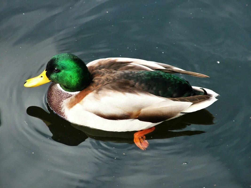 селезень тухачевского