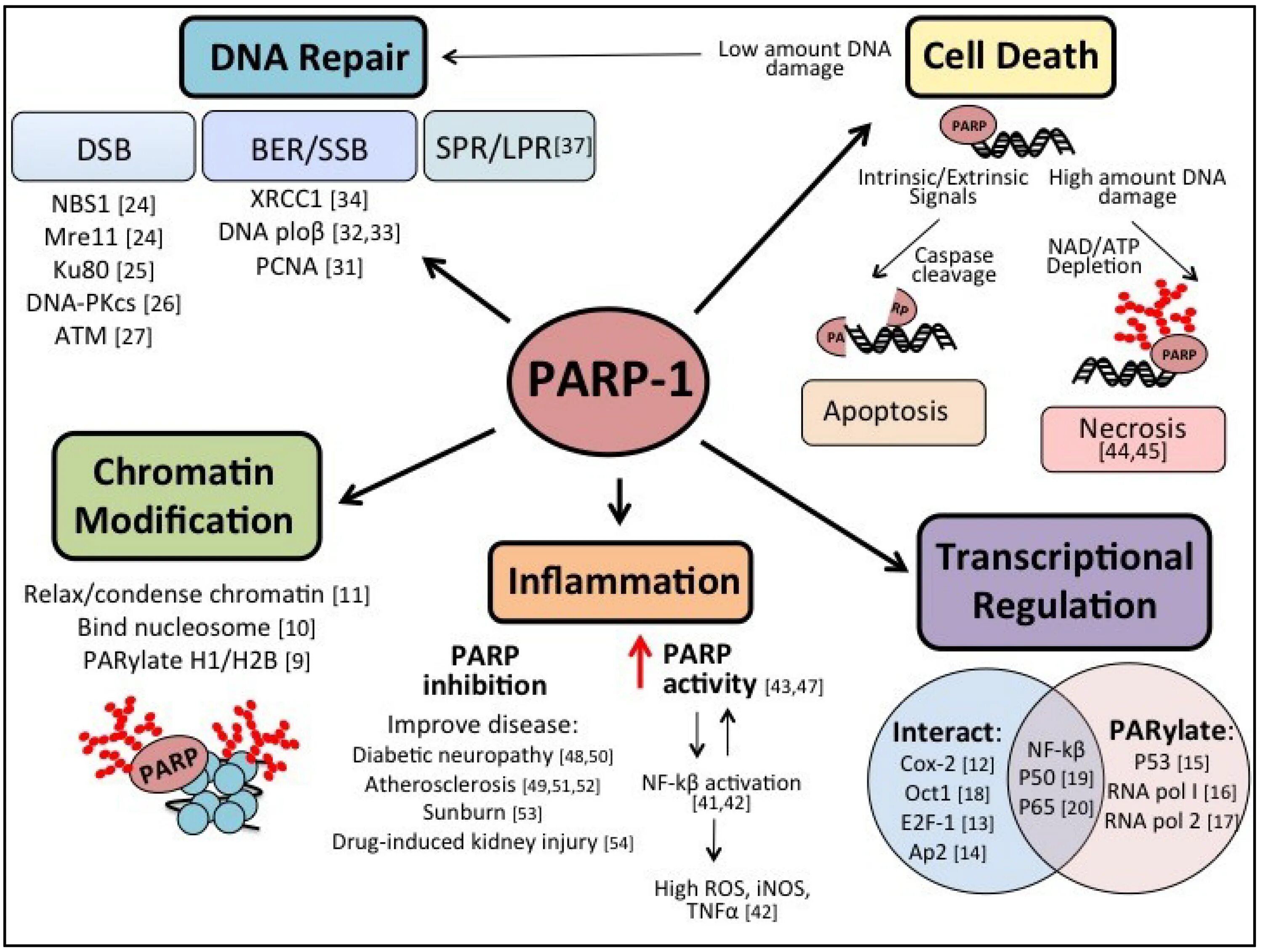 Парп 1. P53 Pathway. PARP апоптоз. PARP DNA. Белок p53.