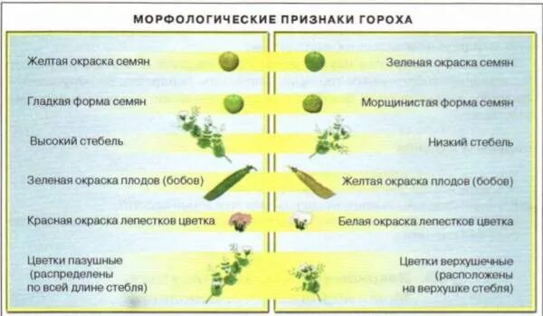 У гороха доминантный признак желтые семена. Горох посевной семена наследственные признаки. Наследственные признаки семян гороха посевного. Наследование признака гороха. Наследственные признаки гороха.