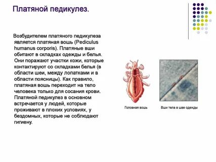 Вши возбудители