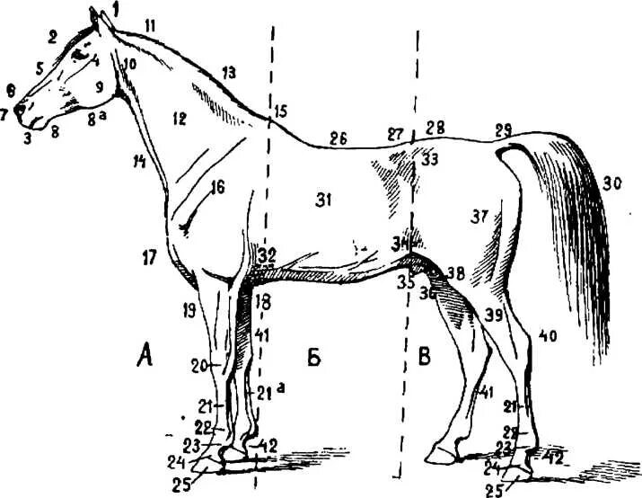 Какая длина лошади. Строение лошади. Конь строение тела. Анатомия лошади. Части тела лошади.