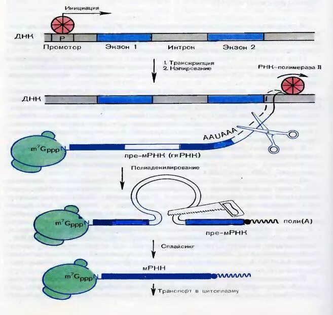 Процессинг и сплайсинг эукариот. Схема процессинга РНК. Процессинг у эукариот схема. Сплайсинг РНК У эукариот. Процессинг белка этапы