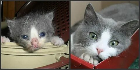 Котята становятся сильнее