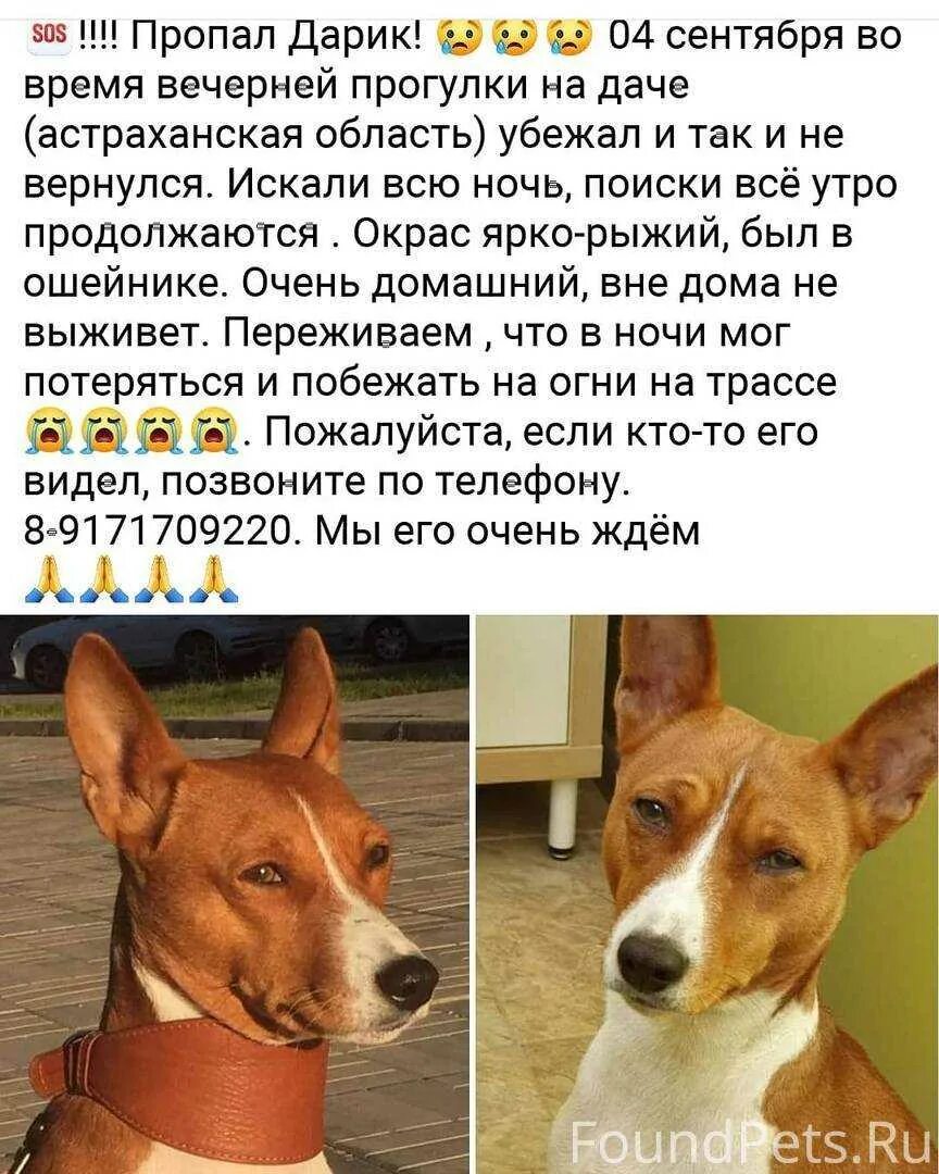 Басенджи собака минусы. Порода собак басенджи. Басенджи описание породы характер. Басенджи минусы. Басенджи собака минусы.