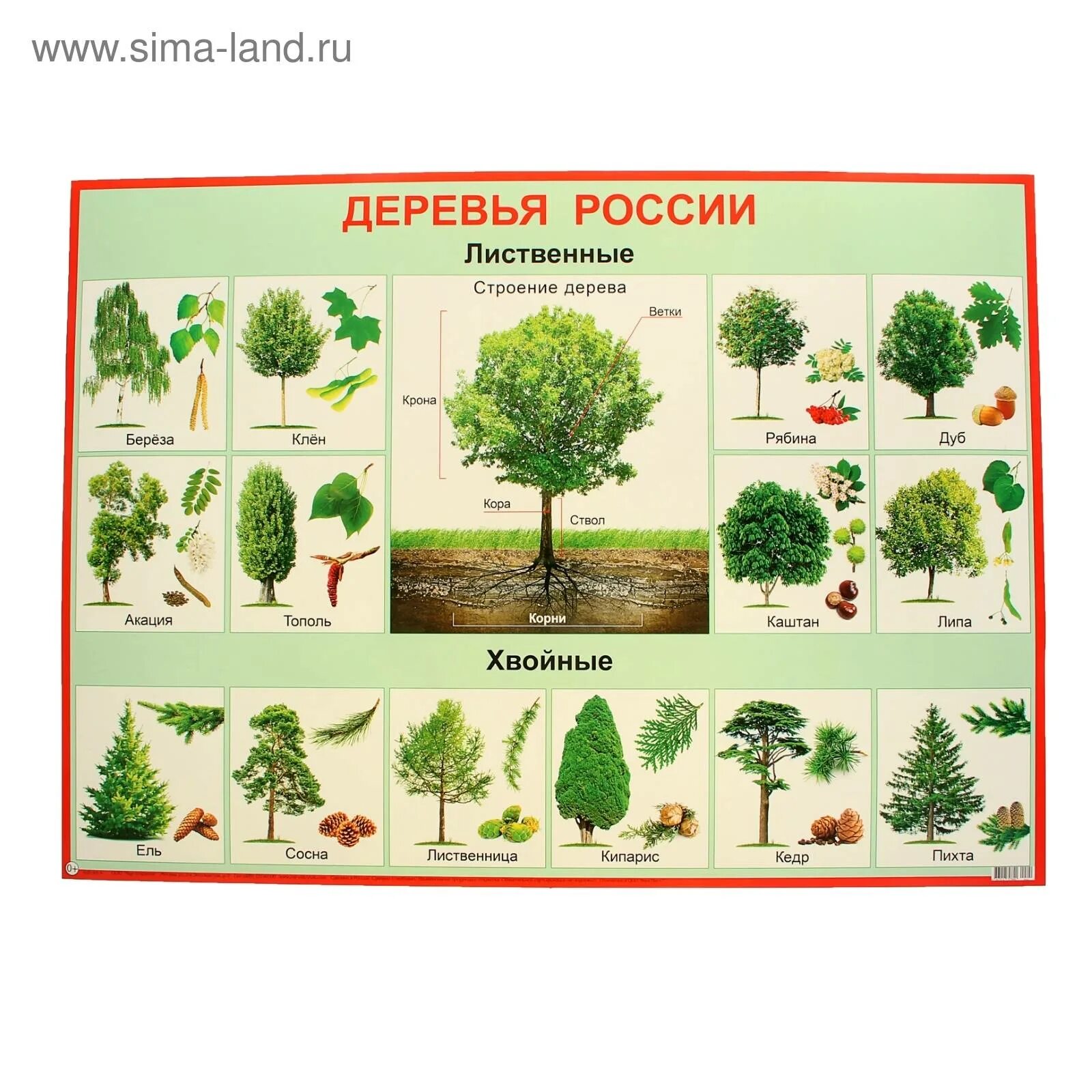 Породы деревьев в городе. Лиственные деревья названия. деревья средней полосы россии. название деревьев и кустарников. деревья россии названия.