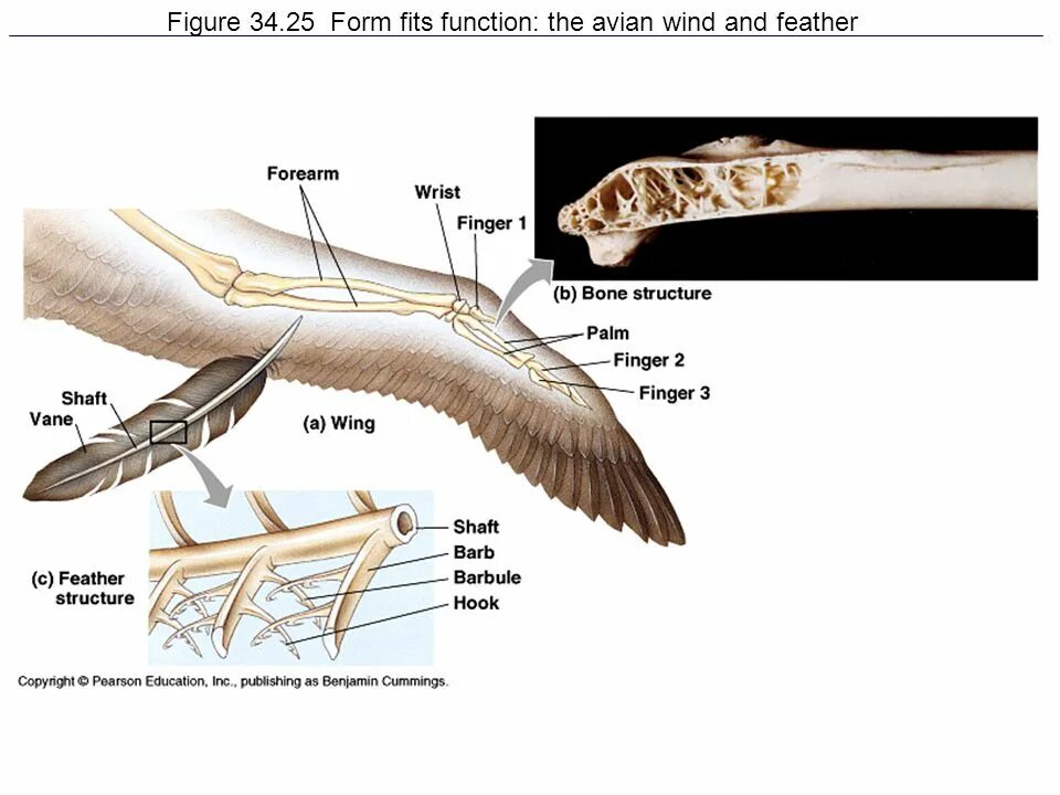 Кость птицы. Анатомия птиц. Строение костей птиц. Полые кости у птиц.