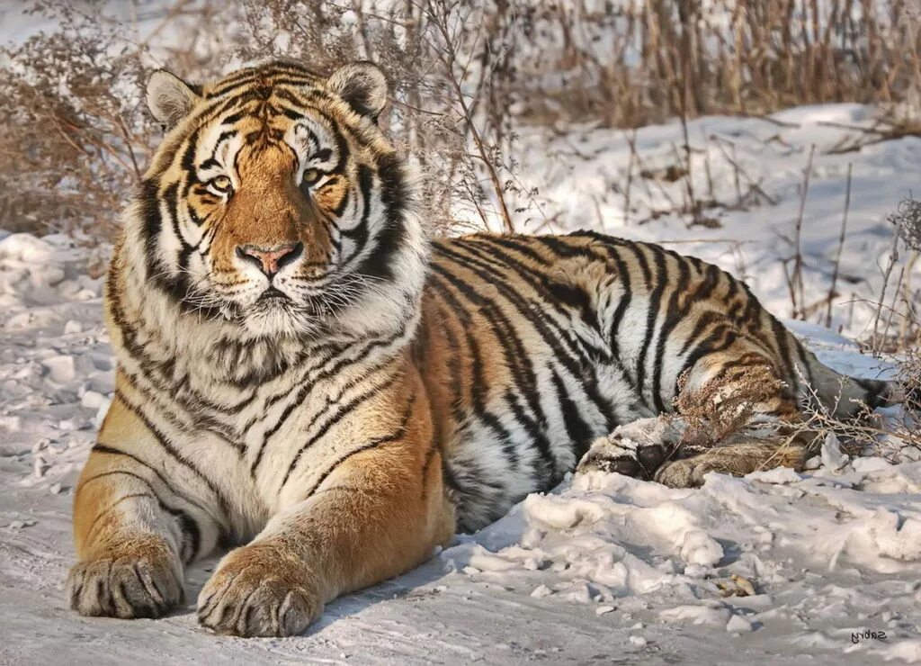 Уссурийский тигр где. Уссурийский (Амурский) тигр Уссурийский (Амурский) тигр. Амурский Сибирский тигр. Тайгер тигр. Сибирский тигр (Panthera Tigris altaica).