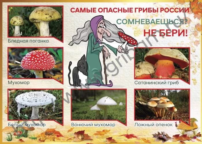 ядовитые грибы для детей с названиями. сообщение опасные растения и грибы. ядовитые грибы для человека. лесные опасности ядовитые грибы. ядовитые и несъедобные грибы.