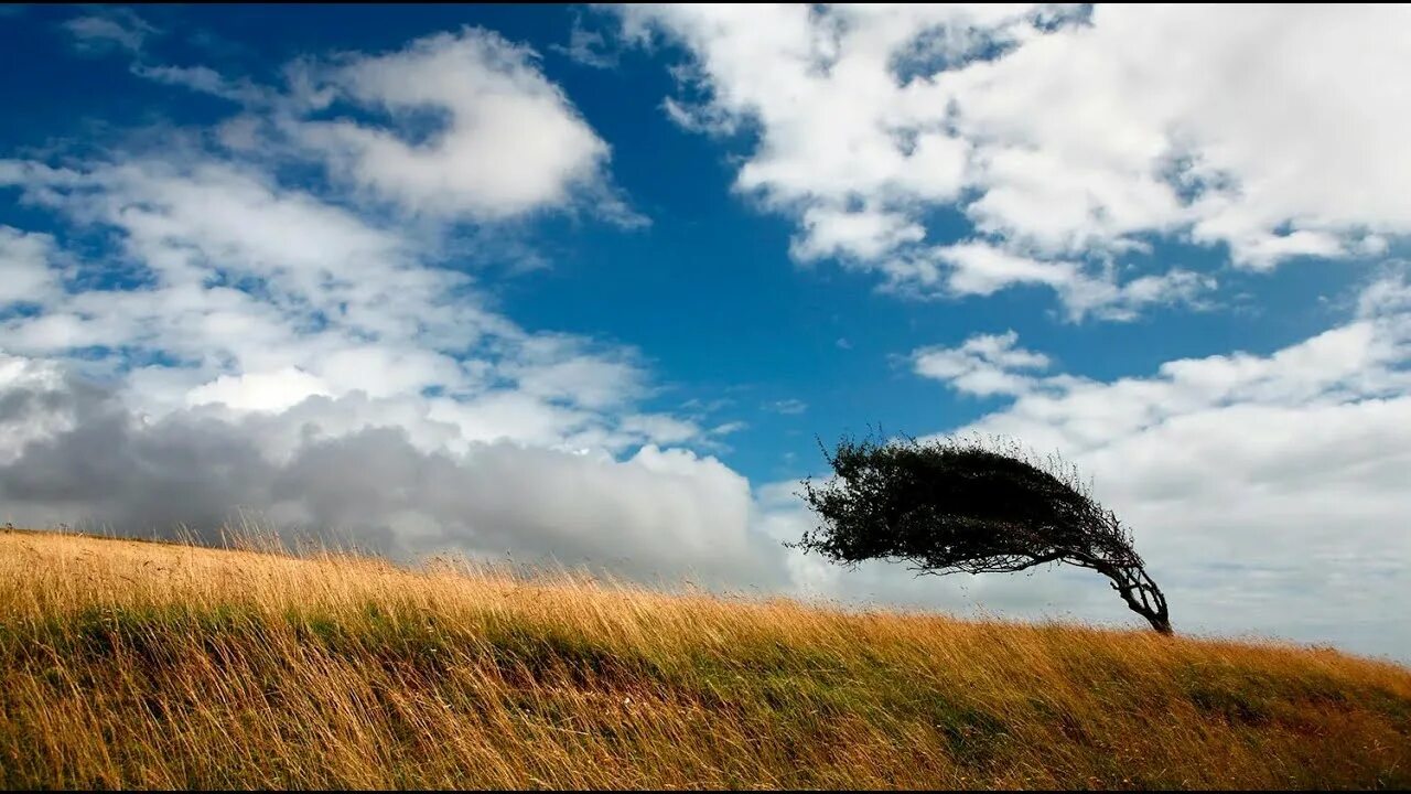 Красивый ветер. Ветерок место. Полевые цветы. Теплый ветер. Ветерок место.