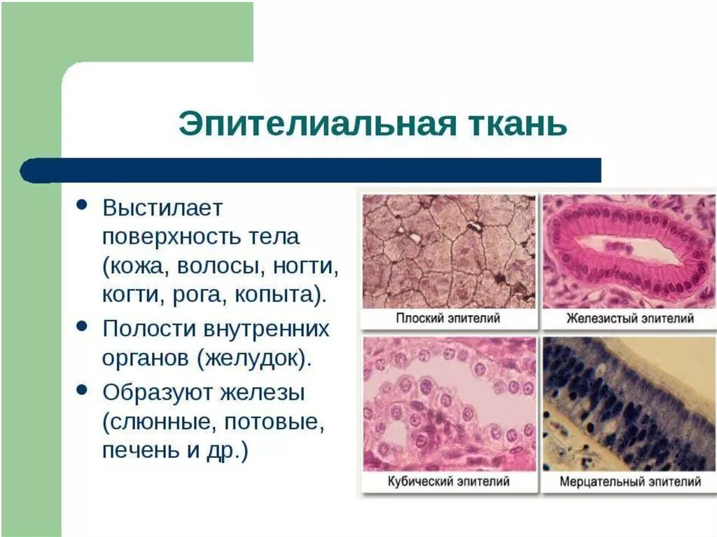 Эпителиальная ткань плоский эпителий. Строение эпителиальной ткани животных 5 класс. Эпителиальная ткань покровная железистая. Что выстилает эпителиальная ткань. Эпителиальные ткани состоят из клеток