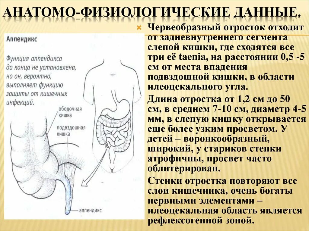 Аппендикс относится. Слепая кишка с аппендиксом. Расположение аппендикса. Аппендикс строение и функции.