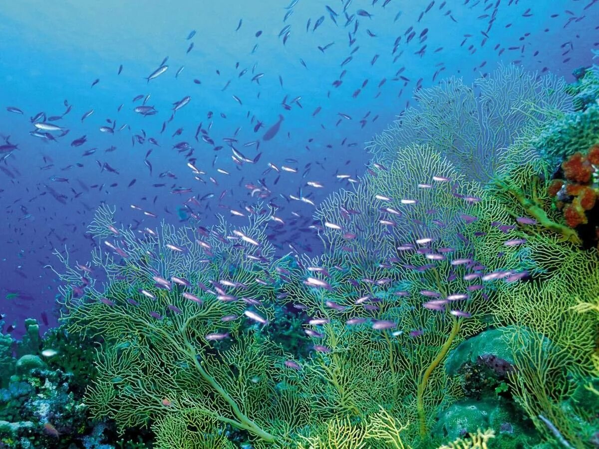 Природа подводный мир. Подводный мир. Морское дно.