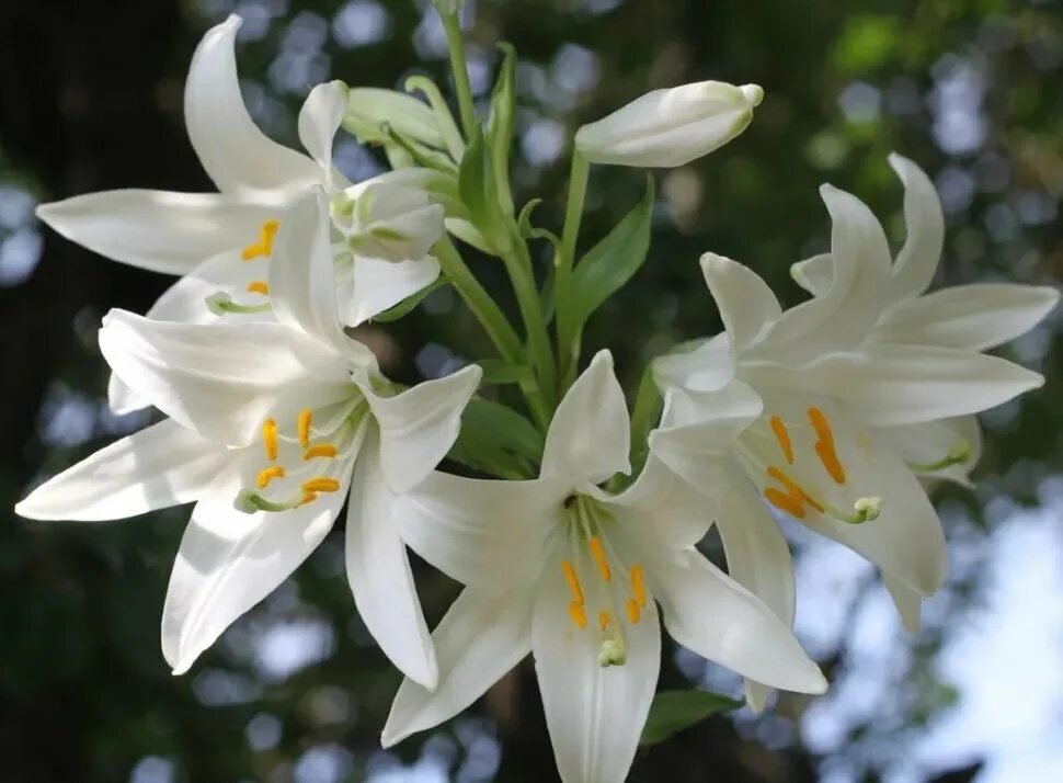 File:Lilium candidum RHu 01.JPG - Wikimedia Commons