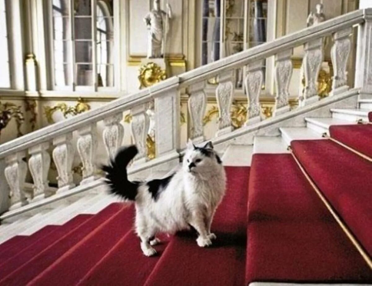 Коте эрмитаж. Эрмики коты эрмитажа. эрмитажные коты в эрмитаже. эрмитаж коты день эрмитажного кота.