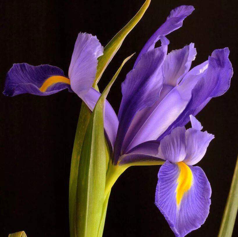 ирис касатик. цветущие ирисы. ирис (растение). цветок ирис касатик. цветущие ирисы.