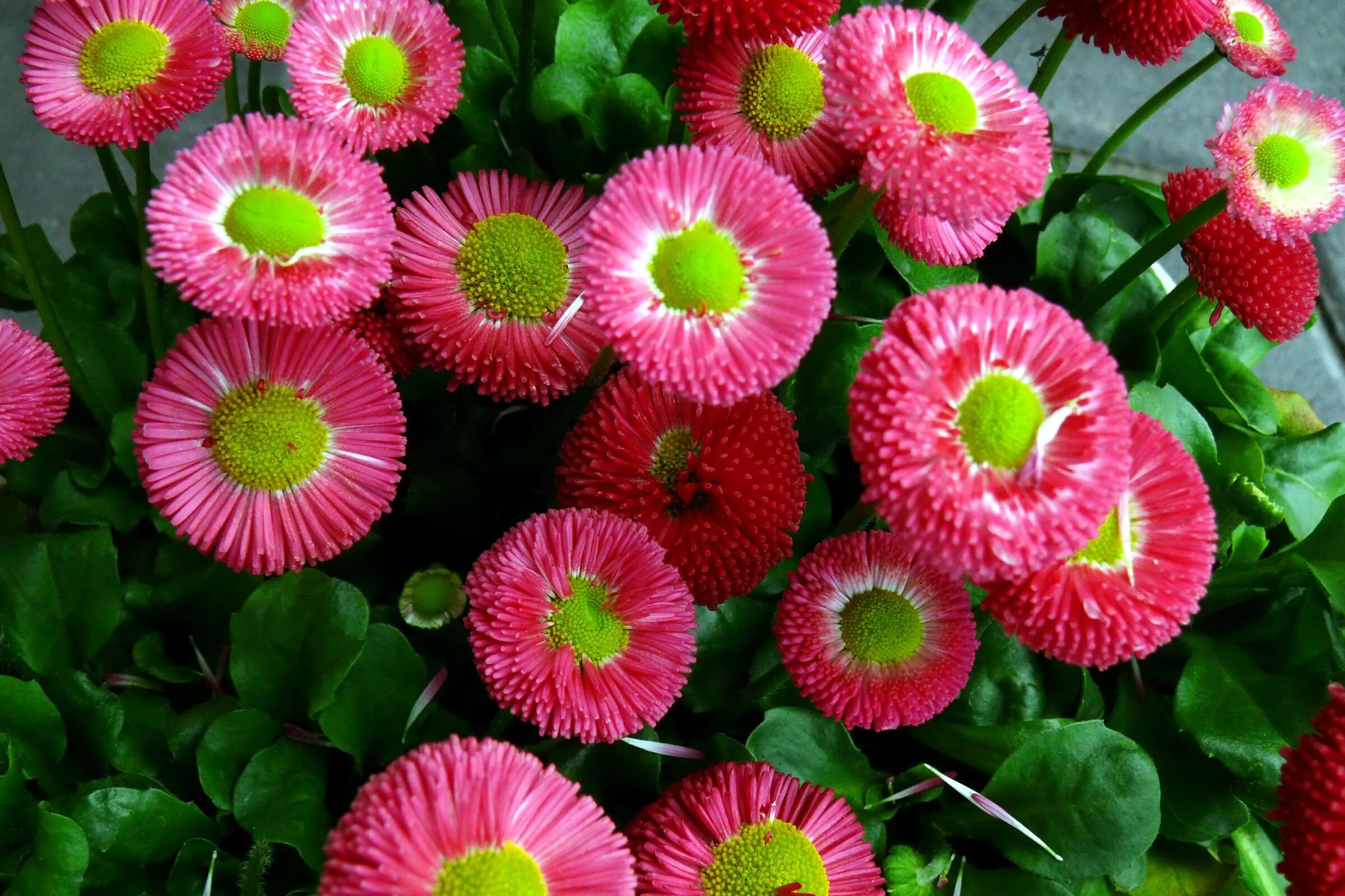 Маргаритка детский сад. Маргаритка многолетняя Bellis perennis. Маргаритка многолетняя Тассо. Маргаритка махровая Монтероза. Маргаритка многолетняя Tasso Red.