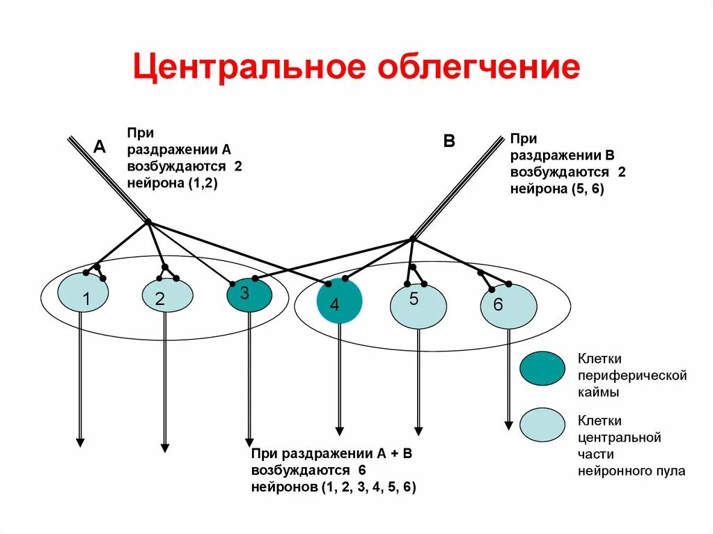 Облегченная работа какая. Окклюзия нервных центров. Центральное облегчение и окклюзия. Центральное окклюзия в нервных центрах. Окклюзия и облегчение физиология.