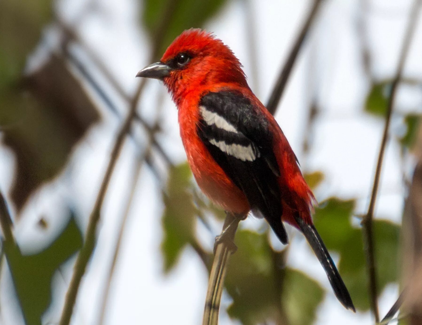 Утка мандаринка альбинос. Тетерев косач птица. Название домашних птиц. Птицы картинки. Атлантический паффин.