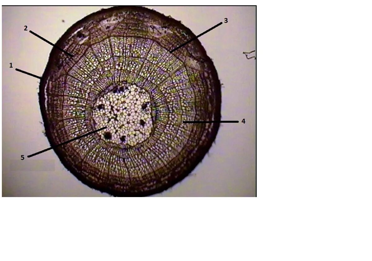 Срезы егэ. Поперечный срез стебля липы. Многолетний стебель липы поперечный срез. Поперечный срез корня микрофотография. Поперечный срез стебля микрофотография.