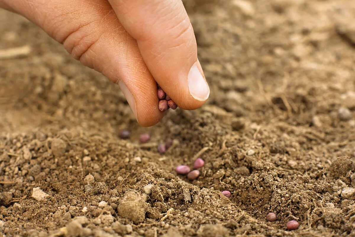 Покажи как посеять. Подзимний посев семянян. Семена для посева. Семена в открытый грунт. Посадка семян в почву.