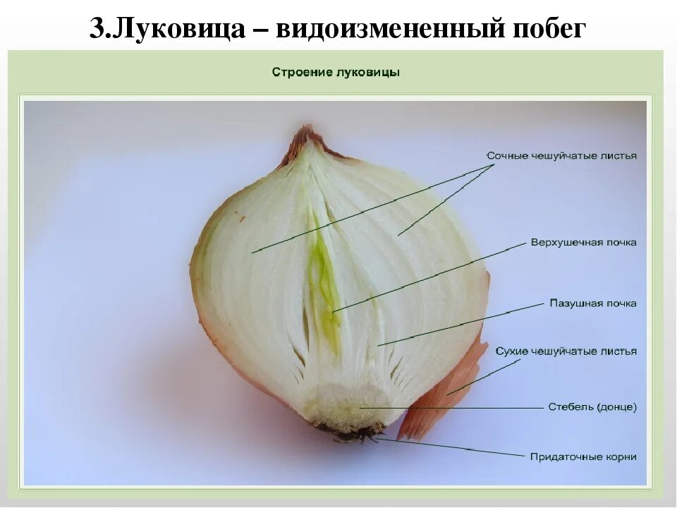 Сухие чешуйчатые листья. Hfphtp kerjdbws Kerf. Видоизмененный стебель луковицы. Луковица видоизмененный побег.