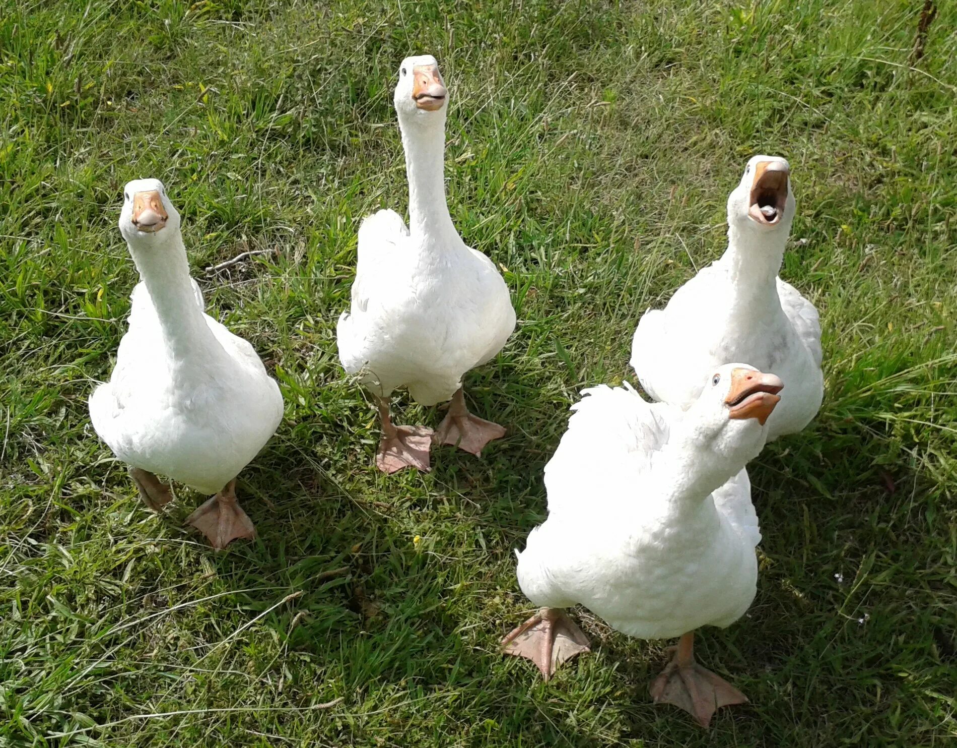 Гуси серые гусака от гусыни. Гуси 5 месяцев. Декоративные гуси породы. Возраст гусей. Яйценоскость серых гусей.