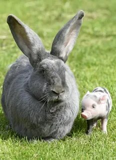 Pig rabbit
