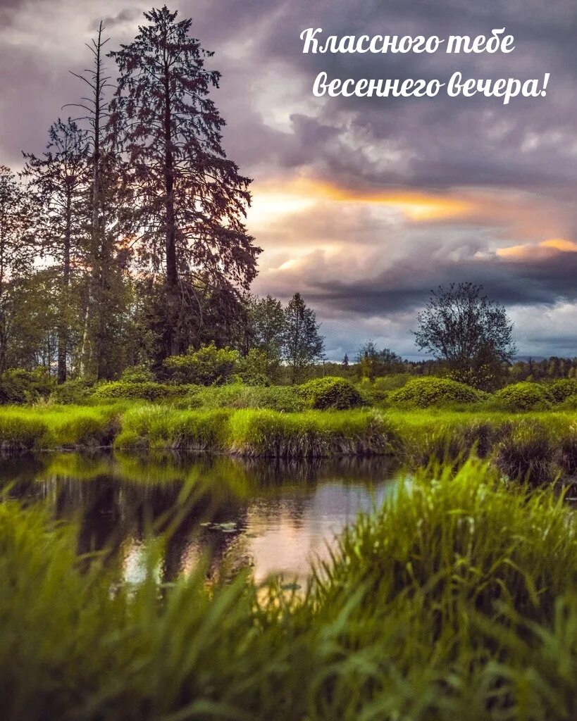 Доброго вечера лес