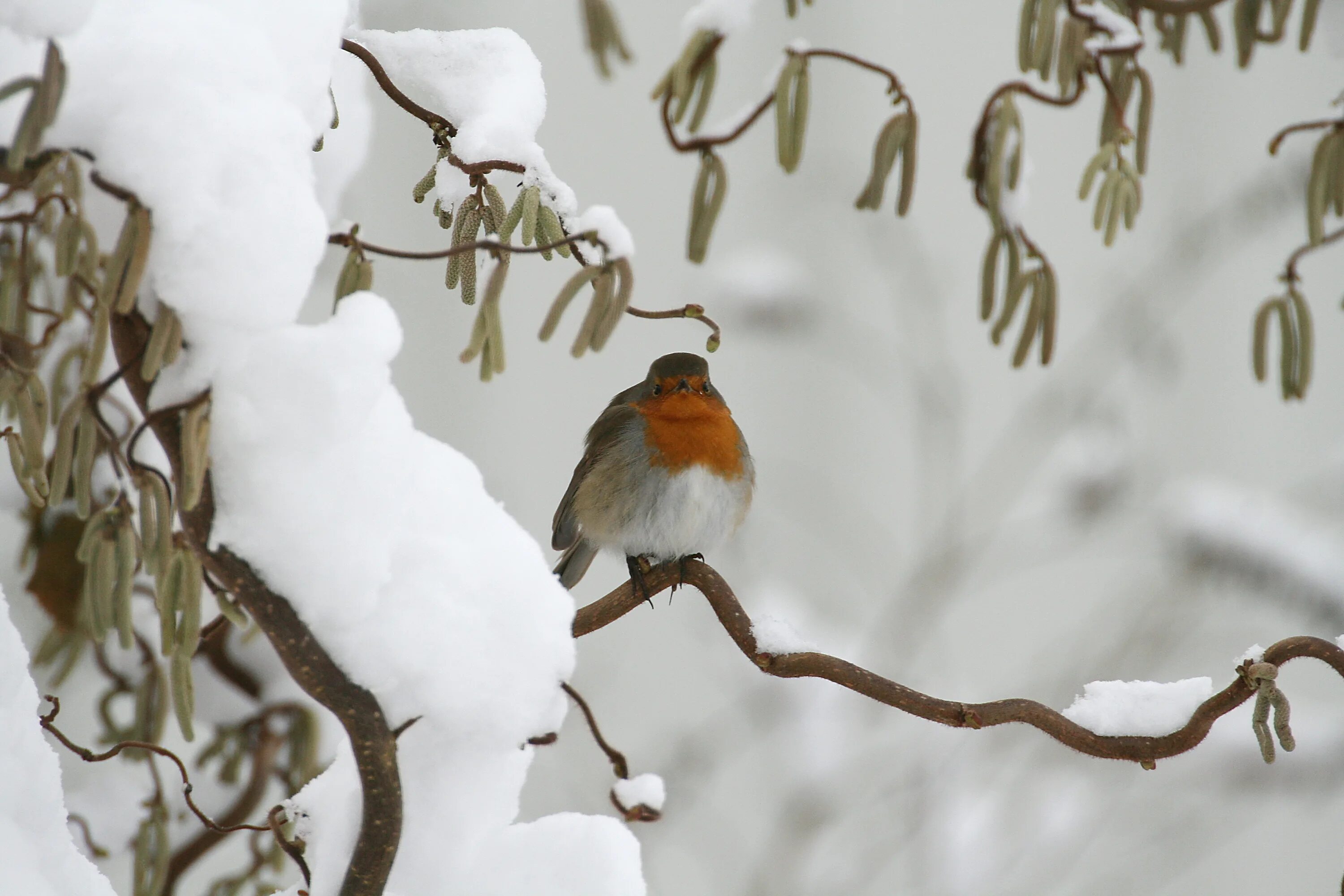 Птицы зимой песни. Зима птицы. Птицы зимой. Птицы в зимнем лесу. Снежная птица зимы.