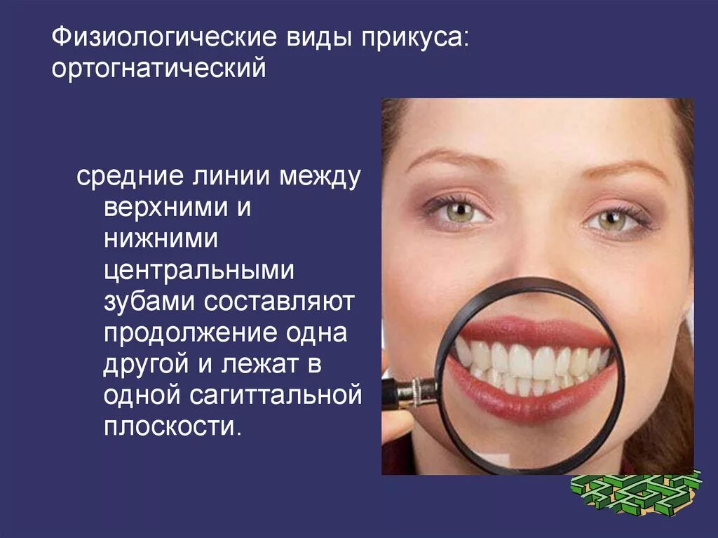 Признаки ортогнатического прикуса. Признаки ортогнатического прикуса