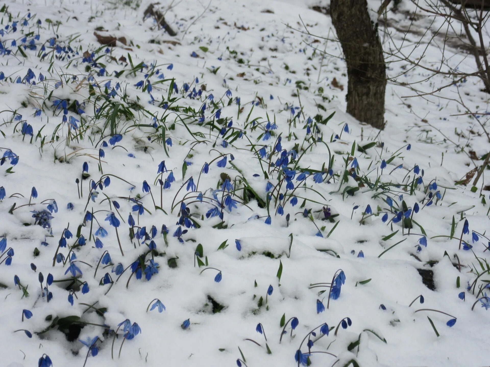 Пролеска Сибирская бутоны. Первоцветы под снегом. Подснежники в снегу. Первоцветы в снегу. Пролески на снегу дзен рассказы