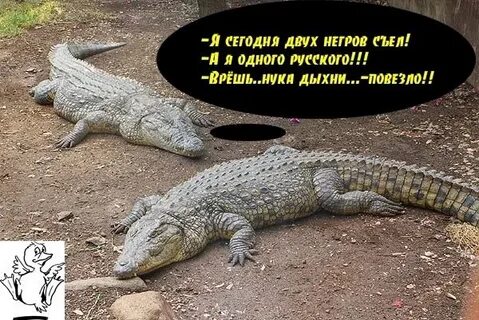 Приколы про крокодилов