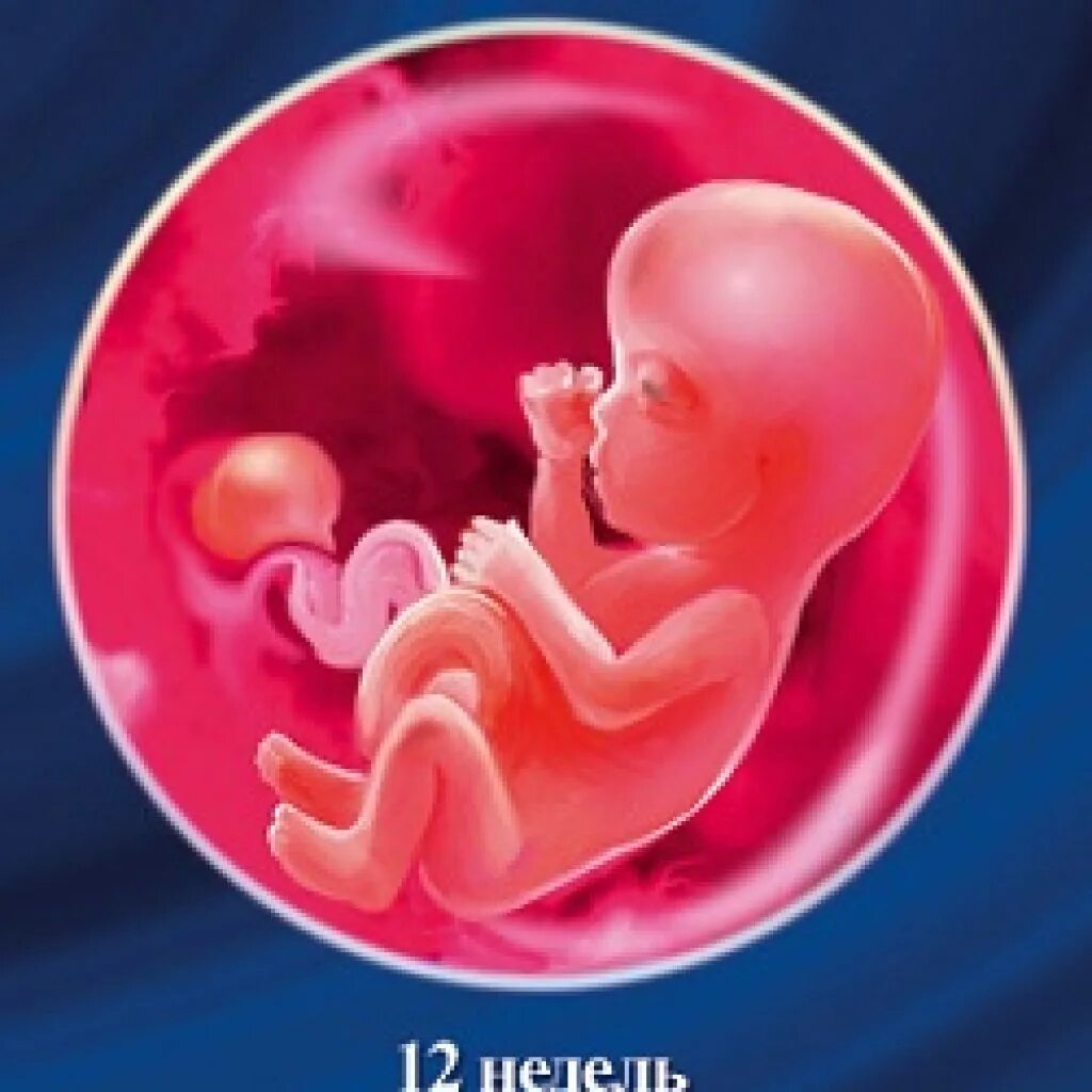 12 неделя март