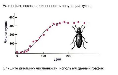 Популяция практическая работа