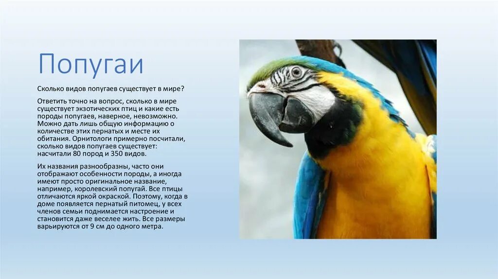 Сколько попугаев в мире. Сколько видов попугаев существует. Сколько видов попугаев существует в мире. Сколько видов попугаев в мире. Виды попугаев фото и описание.