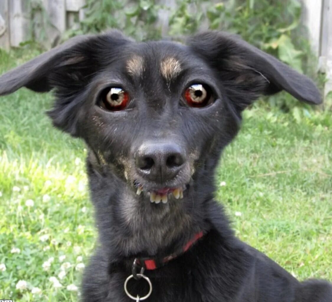 Суматранский долгопят. Лох это судьба. Травматический ретикулит крс. Капибара обыкновенная. Лось маленький.