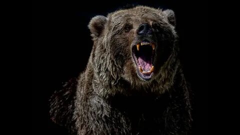 Scary bear