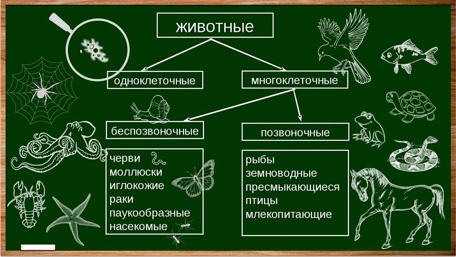 Привести пример животных каждой группы. Схема царство животных одноклеточные и многоклеточные. Царство животных. Одноклеточные и многоклеточные животные. Царство животные одноклеточные и многоклеточные. Классификация многоклеточных животных.