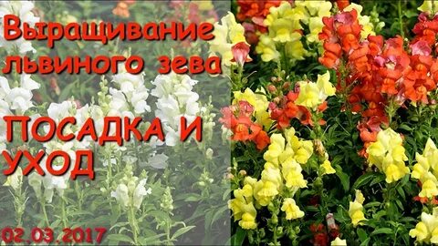 Пересадка львиного зева