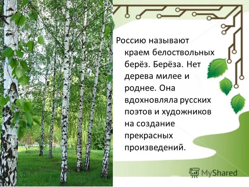 Презентация на тему береза. Презентация на тему береза. Стих про березу. Презентация на тему береза. Презентация символ березы.