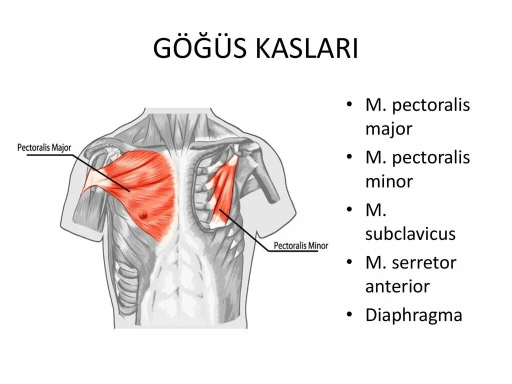 M pectoralis major. Musculus pectoralis major. M pectoralis major. M pectoralis major. Большая грудная мышца m.
