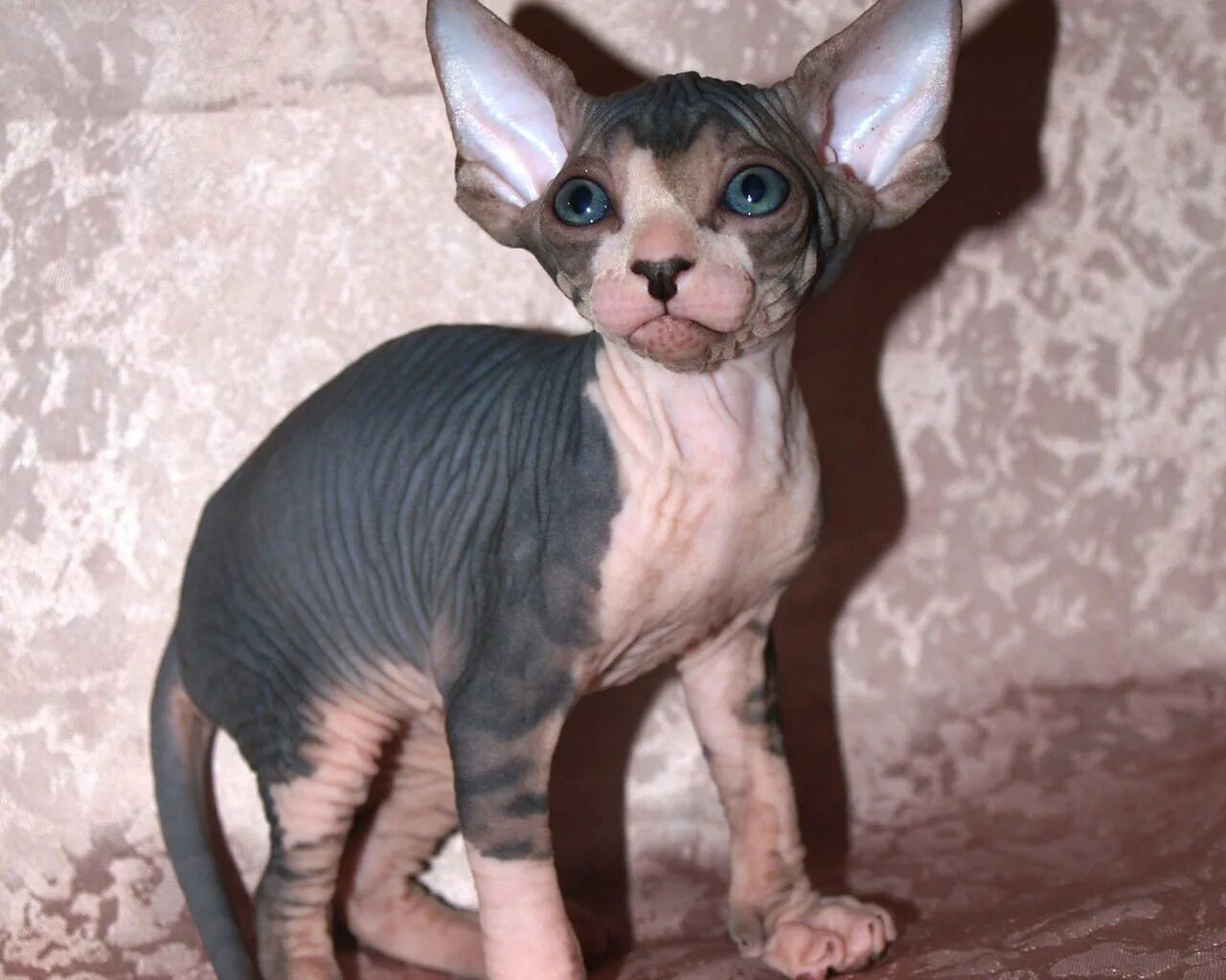 Канадский сфинкс Бамбино. Лысый кот с большими ушами. Полосатый сфинкс. Сфинкс с большими ушами.