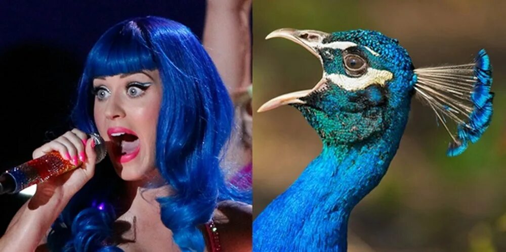 Знаменитости с птицами. Кэти Перри смешная. Птица похожая на человека. Забавные сходства Кэти Перри.