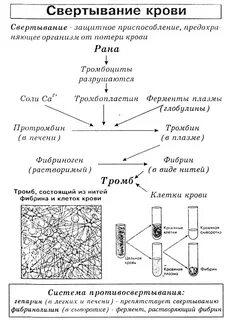 Образование тромба взаимодействие тромбина
