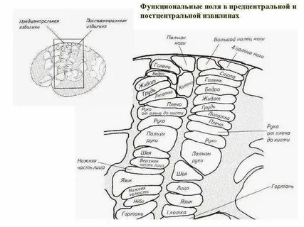 Функциональное поле