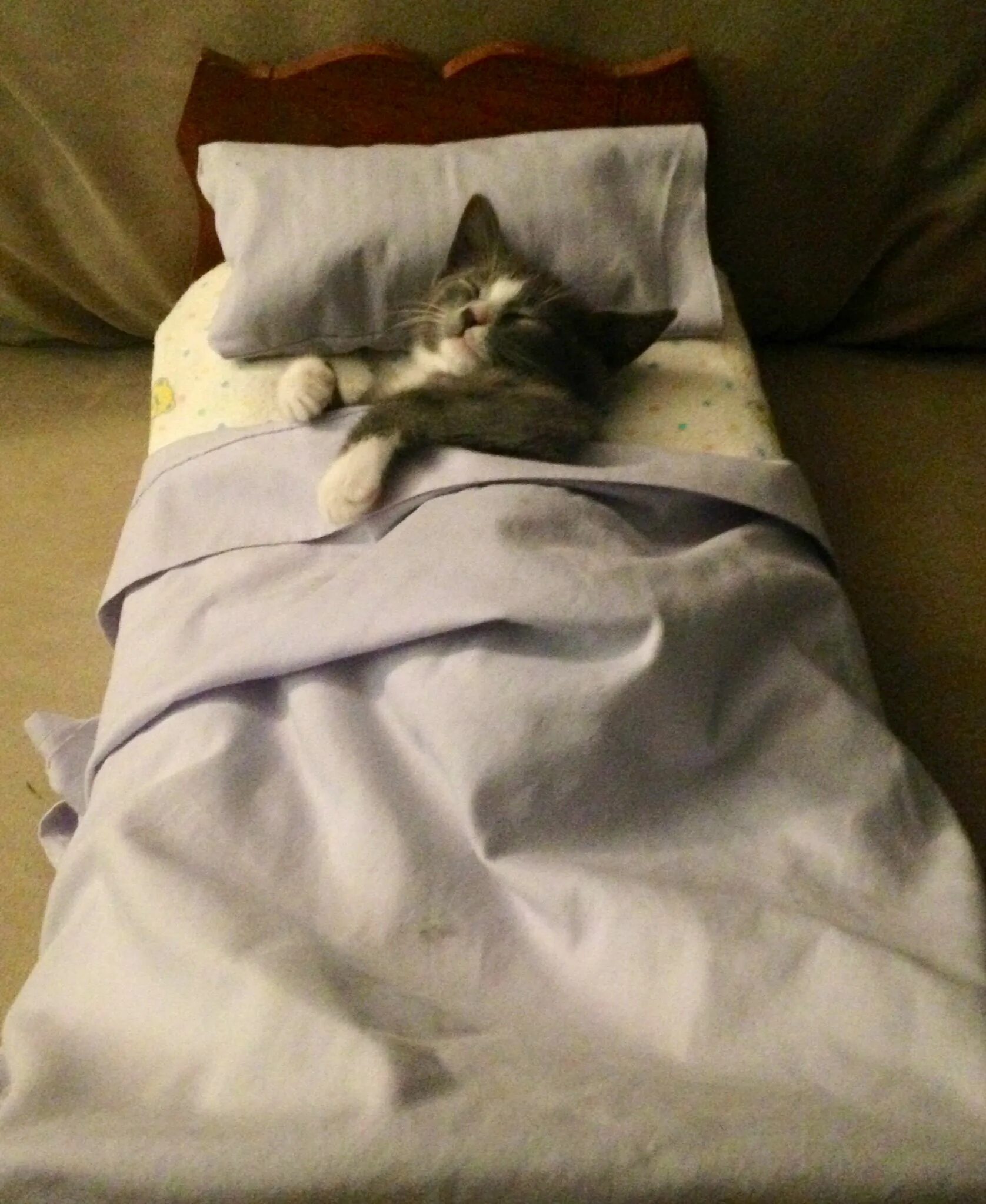 Котик под одеялом. Котенок спит в кроватке. кот в кровати. кот под одеялом. кот спит в кровати.