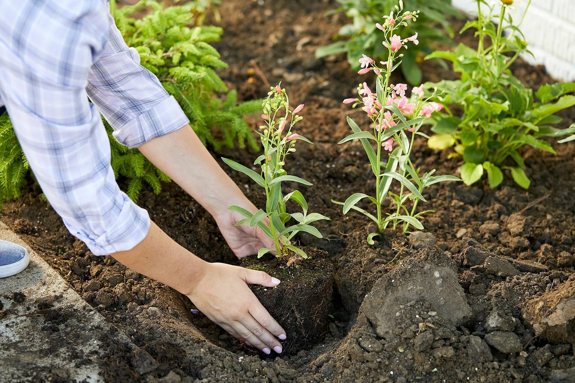 Сон сажать цветы в землю. Высаживание растений. Сажать цветы. Посадка цветов. Высаживать растения.