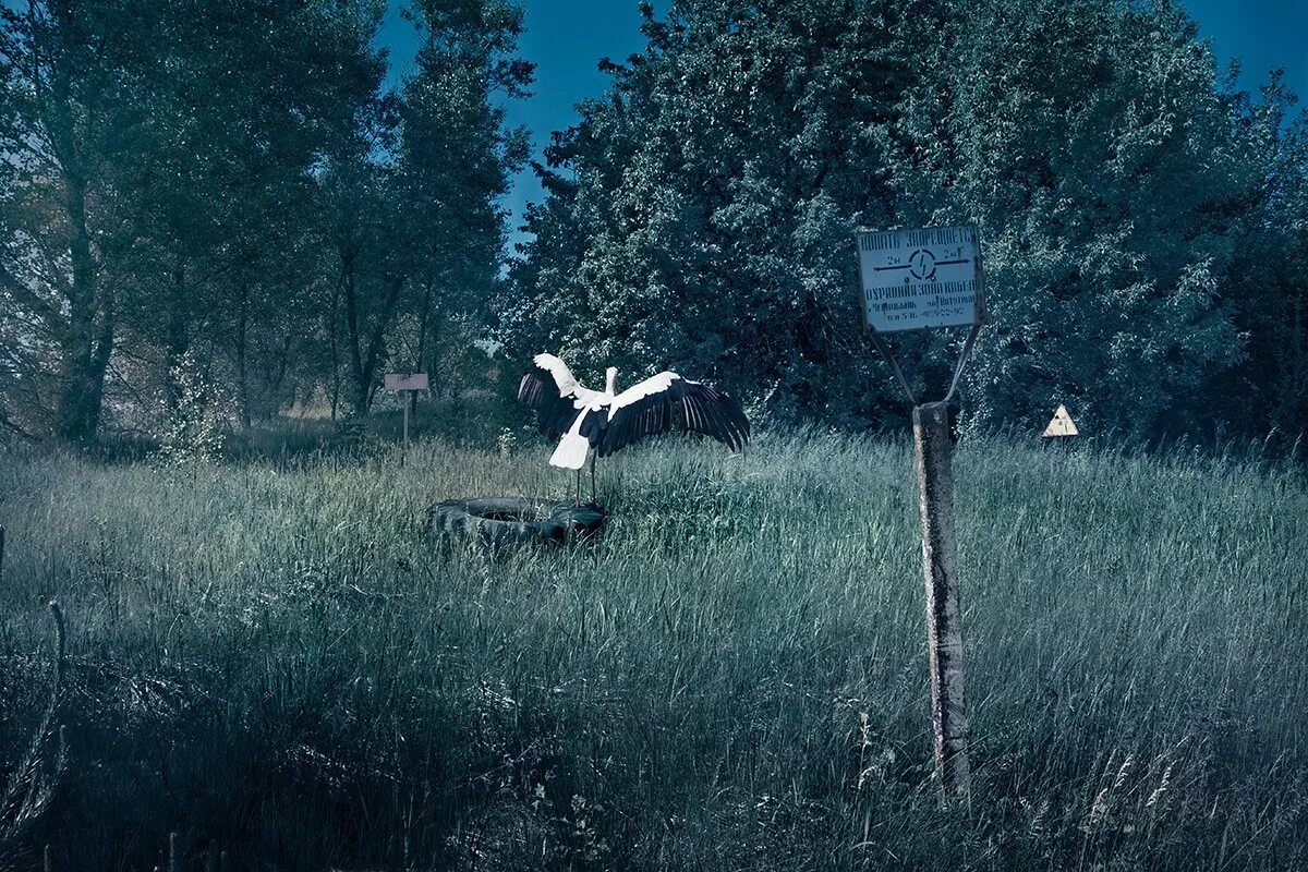 Припять мистика. Чернобыль зона природа. припять 2025. зона отчуждения чернобыльской аэс. чернобыль природа сейчас.